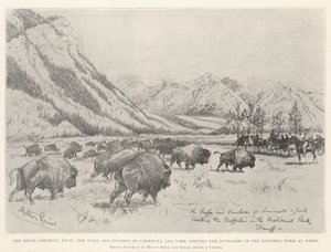 The Royal Colonial Tour, the Duke and Duchess of Cornwall and York Visiting the Buffaloes in the National Park at Banff by Melton Prior